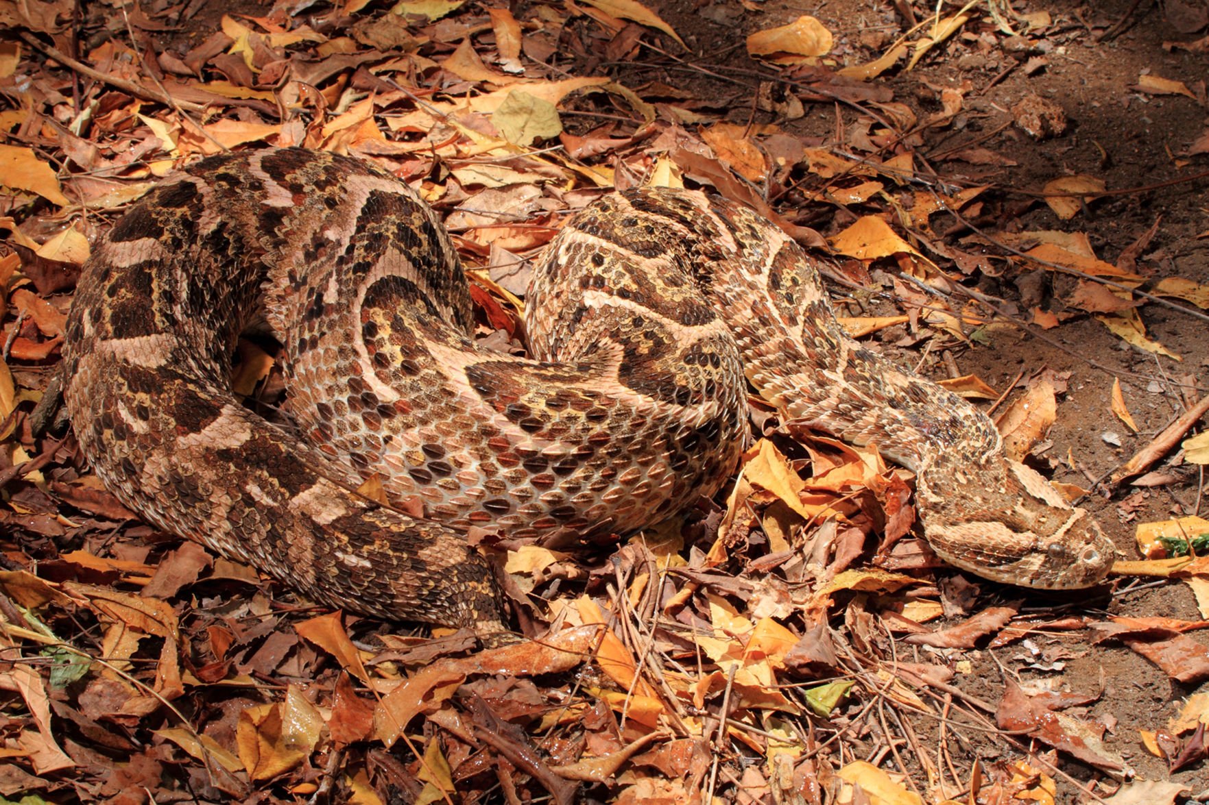 Puff adders